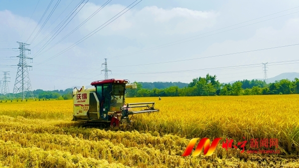 在懷寧縣臘樹鎮(zhèn)高標(biāo)準(zhǔn)水稻示范種植基地里，收割機在收割水稻.jpg