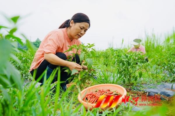 小辣椒帶農增收4.JPG