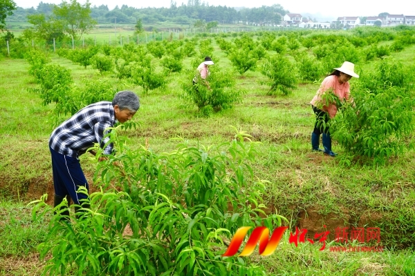 黃桃產業助力壯大集體經濟.JPG