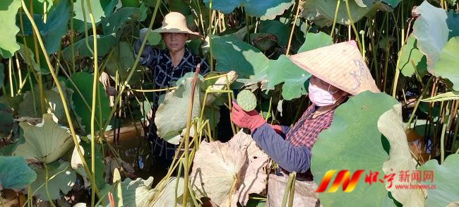 蓮蓬1.png 蓮蓬1.png