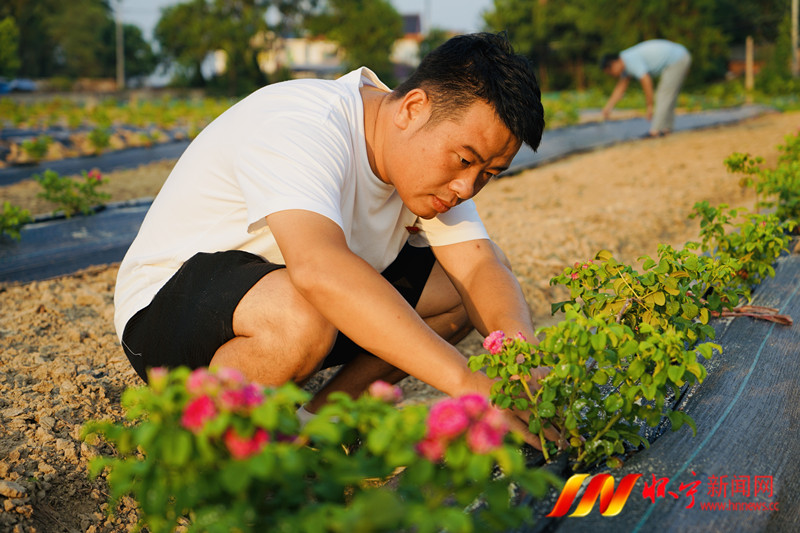 玫瑰花種植走上“香”村振興路.jpg