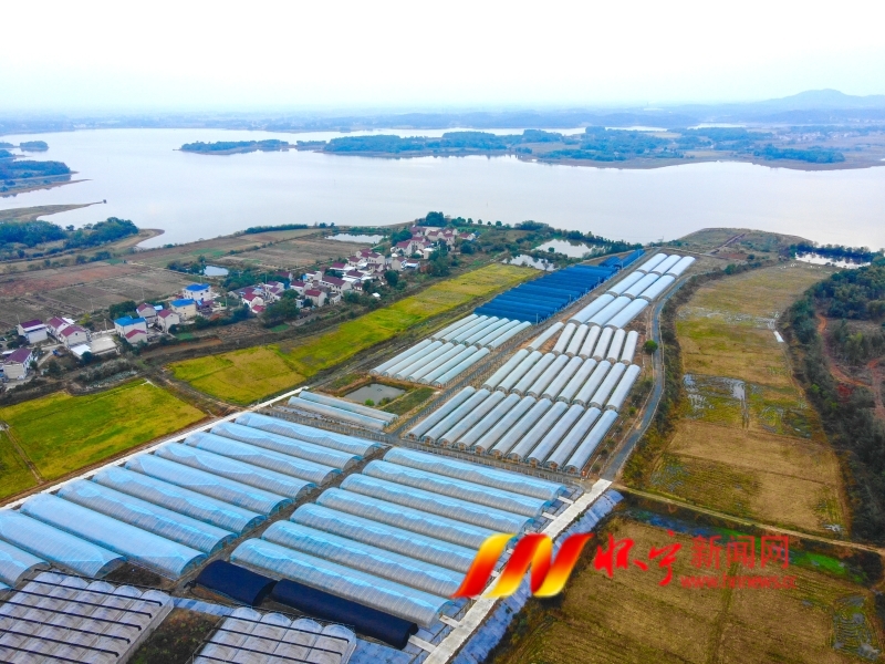 發(fā)展蔬菜產(chǎn)業(yè) 助力鄉(xiāng)村振興2.jpg