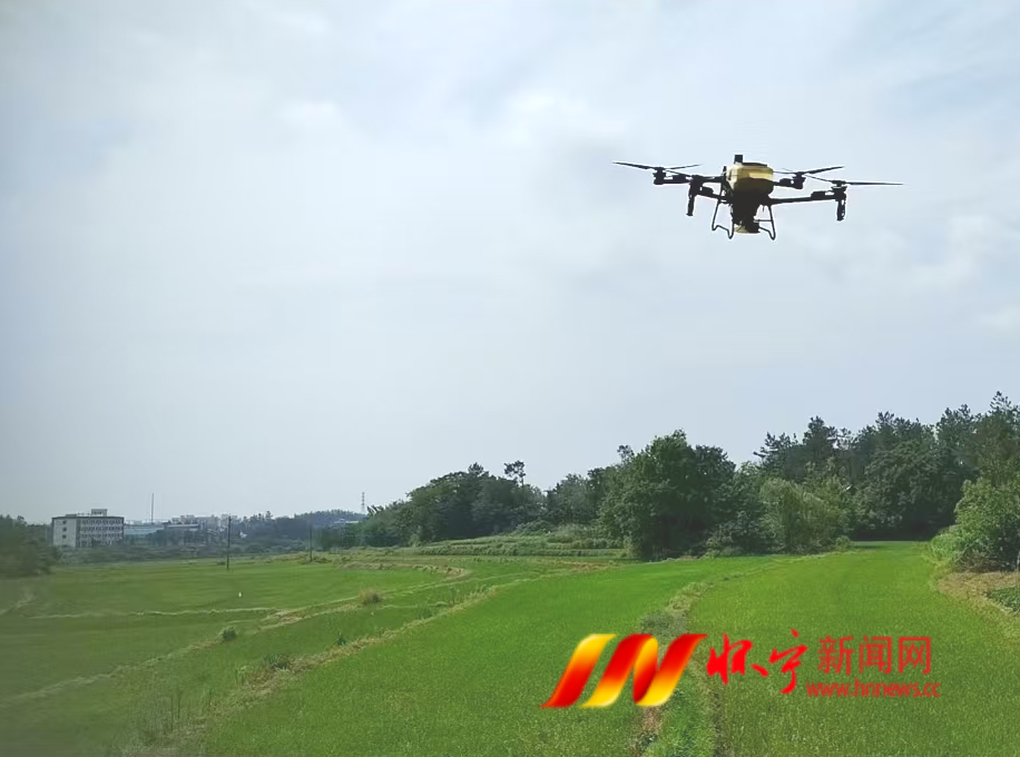 高河鎮夏季稻田管護忙 農技護航保豐收.png