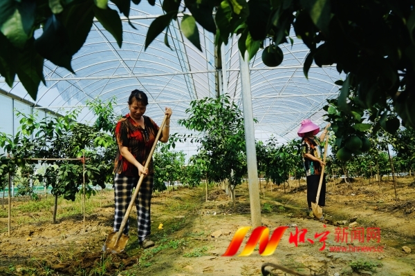 特色產業助農增收.JPG