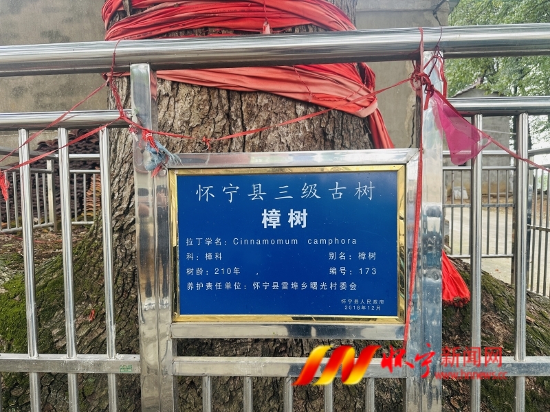 村民接力守護 200余年古樹生機勃勃2_副本.jpg